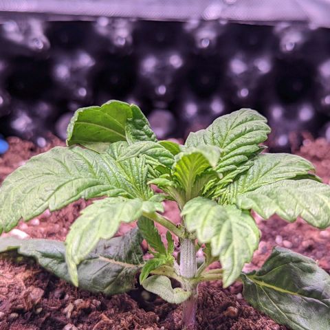 Girl Scout Cookies growlog timeline photo