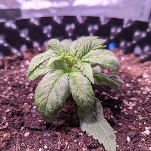 Girl Scout Cookies growlog photo: Freshly watered with Recharge