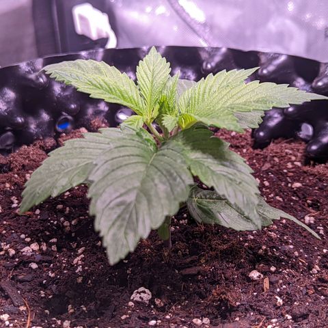 Girl Scout Cookies growlog photo: Freshly watered with Recharge