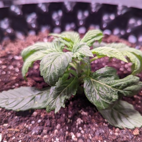 Girl Scout Cookies growlog photo: Freshly watered with Recharge