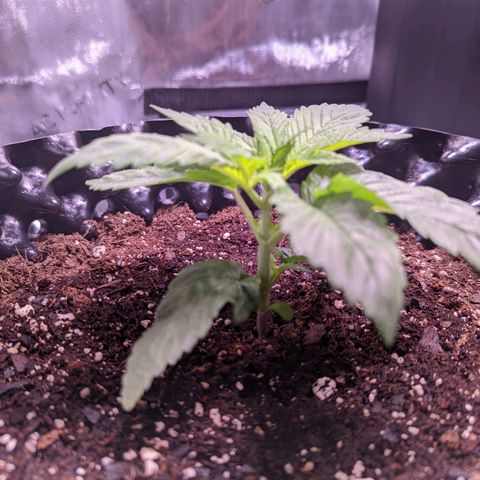 Girl Scout Cookies growlog photo: Freshly watered with Recharge
