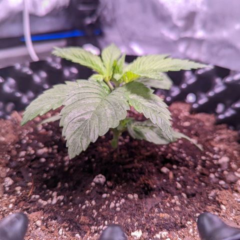 Girl Scout Cookies growlog photo: Freshly watered with Recharge