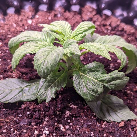 Girl Scout Cookies growlog photo: Freshly watered with Recharge