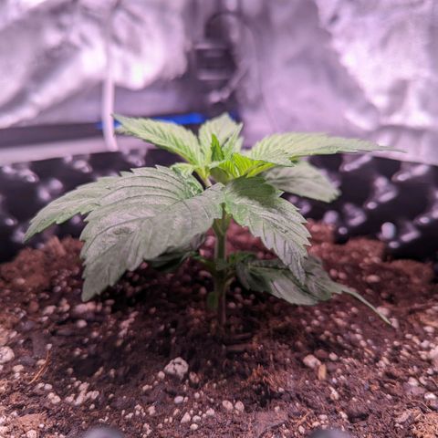 Girl Scout Cookies growlog photo: Freshly watered with Recharge