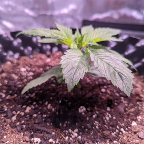 Girl Scout Cookies growlog photo: Freshly watered with Recharge