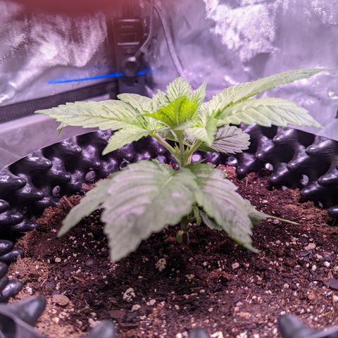 Girl Scout Cookies growlog timeline photo