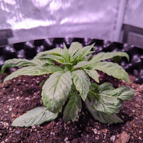 Girl Scout Cookies growlog timeline photo