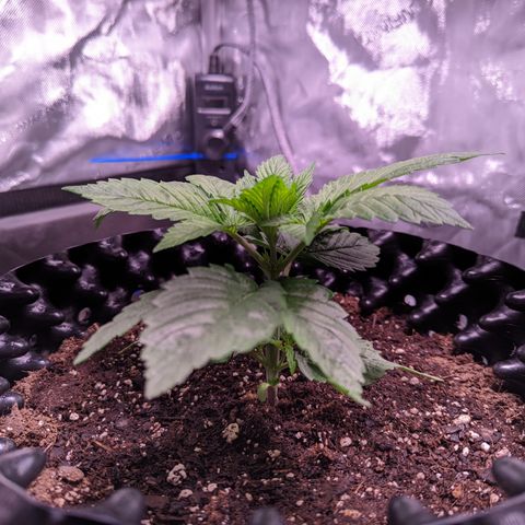 Girl Scout Cookies growlog timeline photo