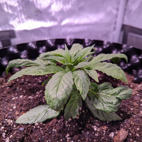 Girl Scout Cookies growlog timeline photo
