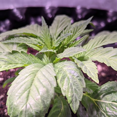 Girl Scout Cookies growlog timeline photo