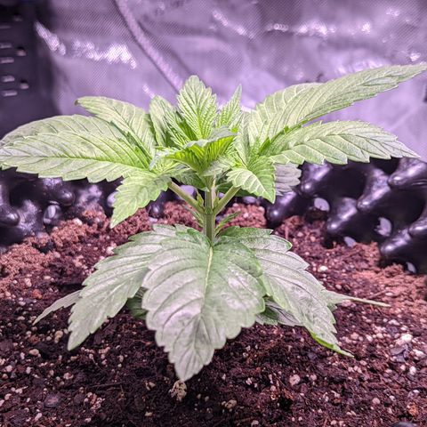 Girl Scout Cookies growlog timeline photo