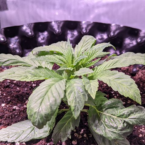 Girl Scout Cookies growlog timeline photo