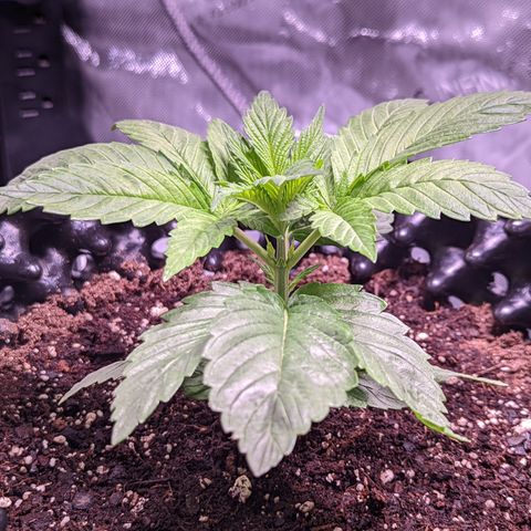 Girl Scout Cookies growlog timeline photo