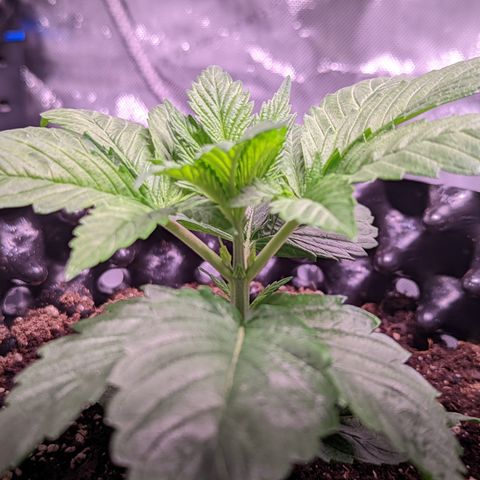 Girl Scout Cookies growlog timeline photo