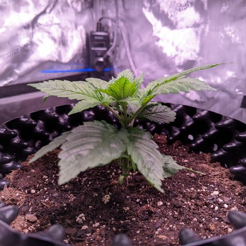 Girl Scout Cookies growlog timeline photo