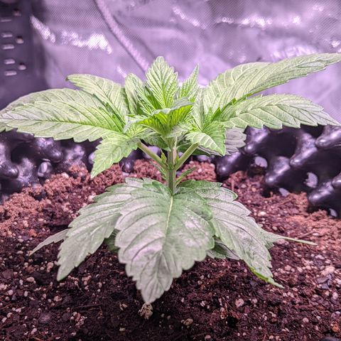 Girl Scout Cookies growlog timeline photo