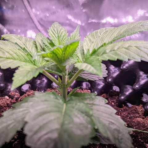 Girl Scout Cookies growlog timeline photo