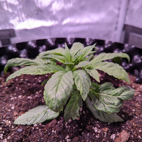 Girl Scout Cookies growlog timeline photo