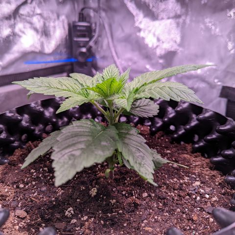 Girl Scout Cookies growlog timeline photo