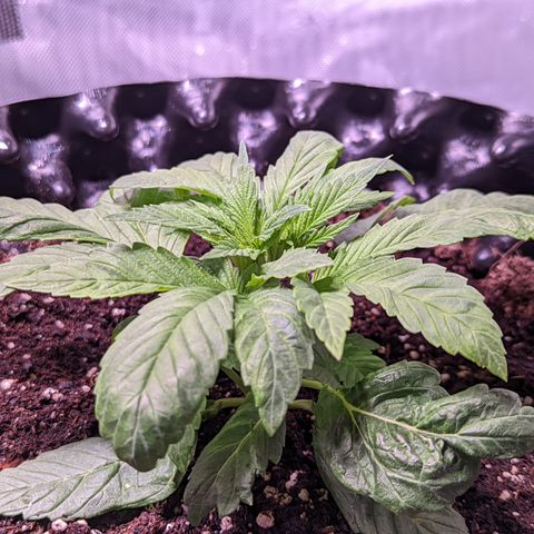 Girl Scout Cookies growlog timeline photo