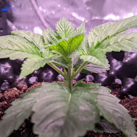 Girl Scout Cookies growlog timeline photo