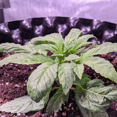 Girl Scout Cookies growlog timeline photo