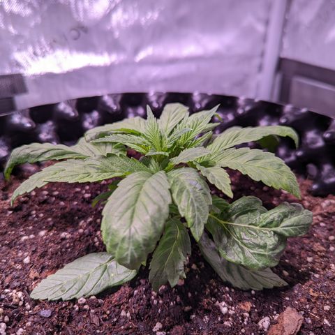 Girl Scout Cookies growlog timeline photo