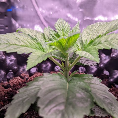Girl Scout Cookies growlog timeline photo