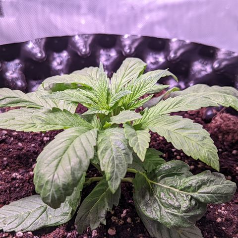 Girl Scout Cookies growlog timeline photo