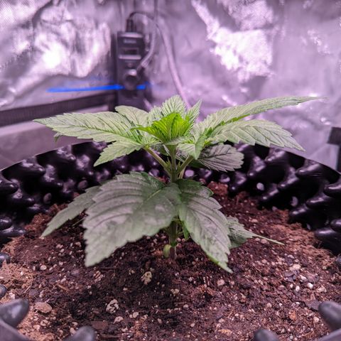 Girl Scout Cookies growlog timeline photo