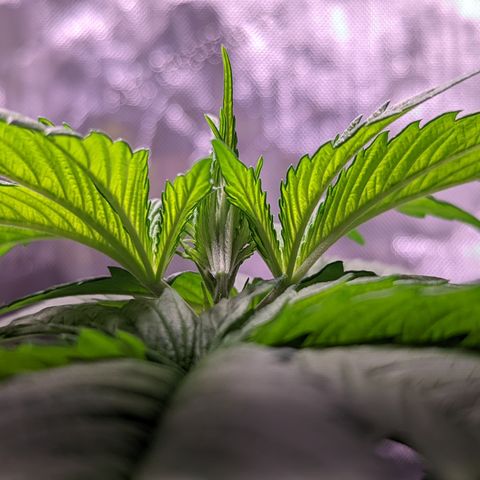 Girl Scout Cookies growlog photo: Some light LST