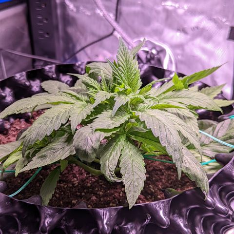 Girl Scout Cookies growlog photo: Some light LST
