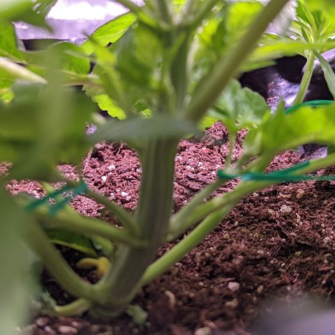 Girl Scout Cookies growlog photo: Some light LST