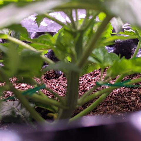 Girl Scout Cookies growlog photo: Some light LST