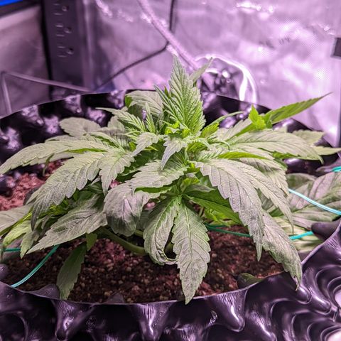 Girl Scout Cookies growlog photo: Some light LST