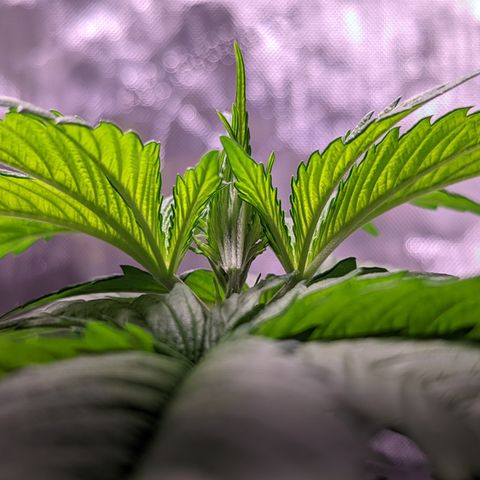 Girl Scout Cookies growlog photo: Some light LST