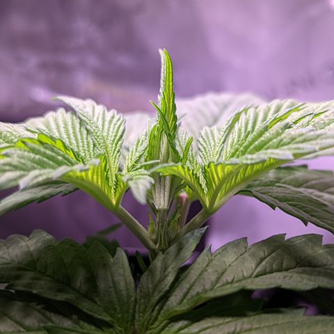 Girl Scout Cookies growlog photo: Some light LST