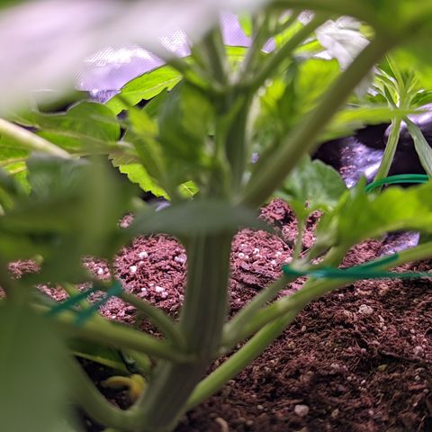 Girl Scout Cookies growlog photo: Some light LST