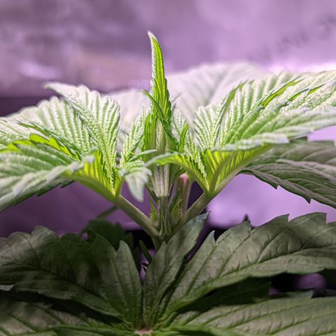 Girl Scout Cookies growlog photo: Some light LST