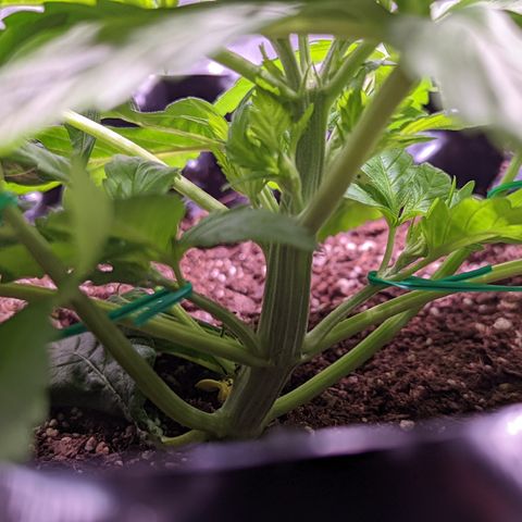 Girl Scout Cookies growlog photo: Some light LST