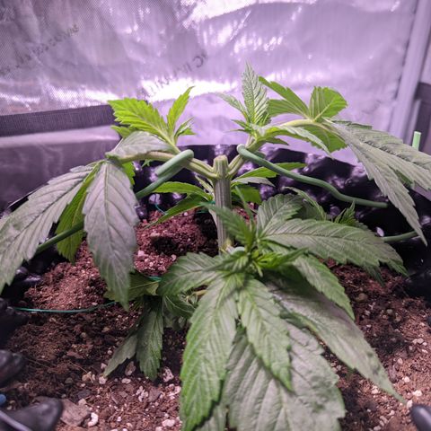 Girl Scout Cookies growlog photo: Did my first round of topping on GSC1, plus some LST. More LST on the bushy GSC.  