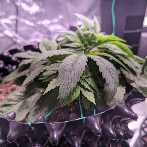 Girl Scout Cookies growlog photo: Did my first round of topping on GSC1, plus some LST. More LST on the bushy GSC.  