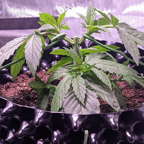 Girl Scout Cookies growlog photo: Did my first round of topping on GSC1, plus some LST. More LST on the bushy GSC.  