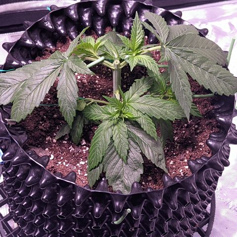 Girl Scout Cookies growlog photo: Did my first round of topping on GSC1, plus some LST. More LST on the bushy GSC.  