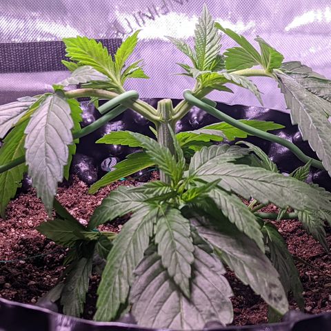 Girl Scout Cookies growlog photo: Did my first round of topping on GSC1, plus some LST. More LST on the bushy GSC.  