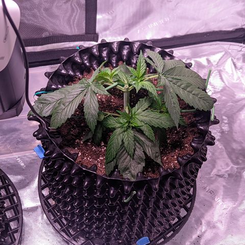 Girl Scout Cookies growlog photo: Did my first round of topping on GSC1, plus some LST. More LST on the bushy GSC.  