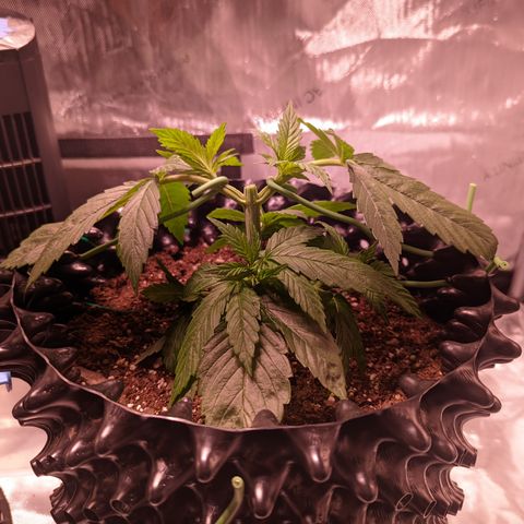 Girl Scout Cookies growlog photo: Did my first round of topping on GSC1, plus some LST. More LST on the bushy GSC.  