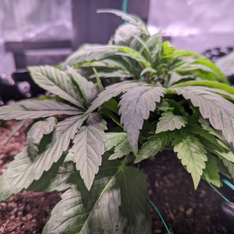 Girl Scout Cookies growlog photo: Did my first round of topping on GSC1, plus some LST. More LST on the bushy GSC.  
