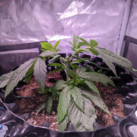 Girl Scout Cookies growlog photo: Did my first round of topping on GSC1, plus some LST. More LST on the bushy GSC.  