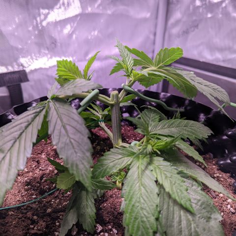 Girl Scout Cookies growlog photo: Did my first round of topping on GSC1, plus some LST. More LST on the bushy GSC.  